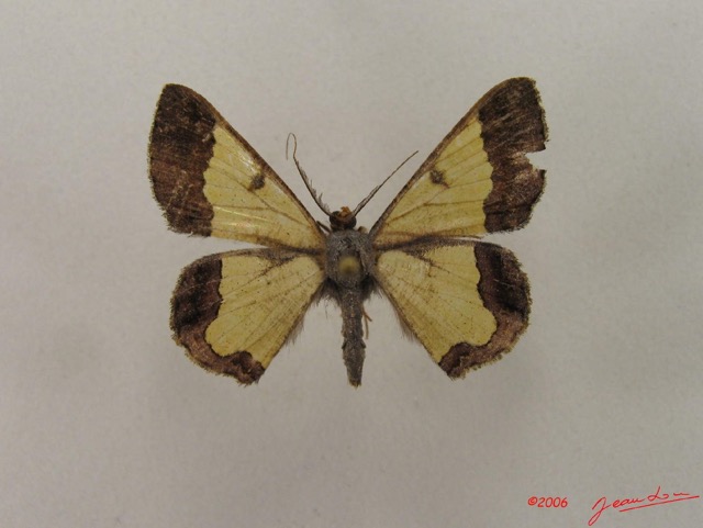 023 Heterocera (FD) Geometridae Zamarada sp m IMG_4774WTMK.jpg