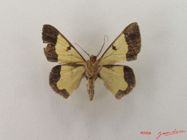 024 Heterocera (FV) Geometridae Zamarada sp m IMG_4775WTMK.jpg