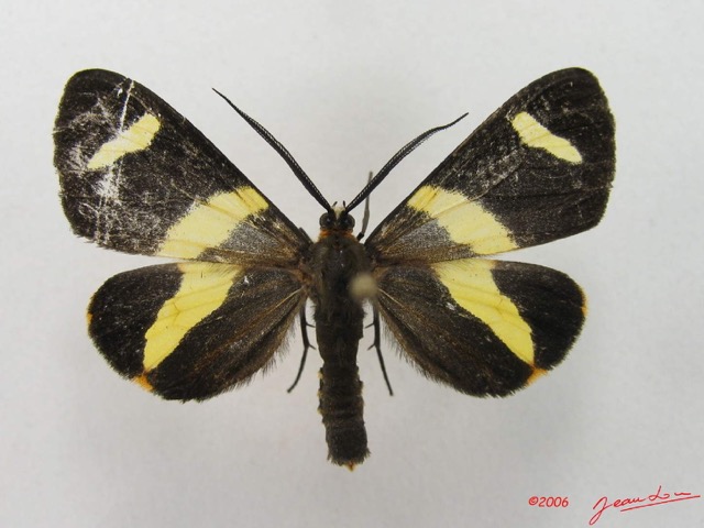 031 Heterocera (FD) Geometridae Pitthea sp m IMG_4990WTMK.jpg
