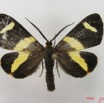 031 Heterocera (FD) Geometridae Pitthea sp m IMG_4990WTMK.jpg