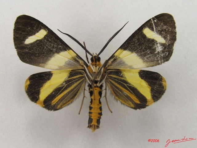 032 Heterocera (FV) Geometridae Pitthea sp m IMG_4991WTMK.jpg