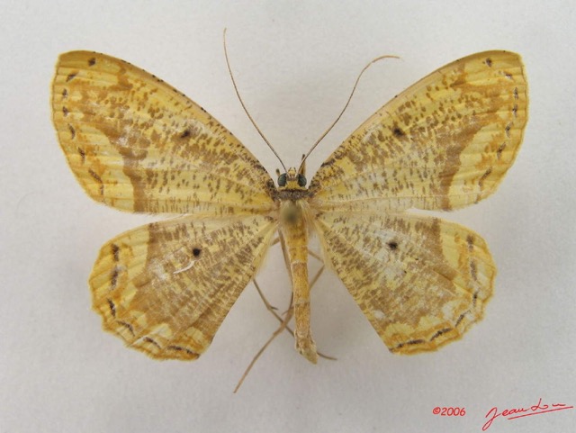 035 Heterocera (FD) Geometridae Ennominae IMG_5044WTMK.jpg