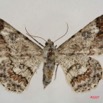 055 Heterocera (FD) Geometridae Boarmiinae f 7IMG_4964WTMK.jpg
