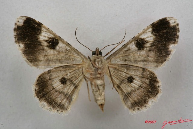 056 Heterocera (FV) Geometridae Boarmiinae f 7IMG_4965WTMK.jpg