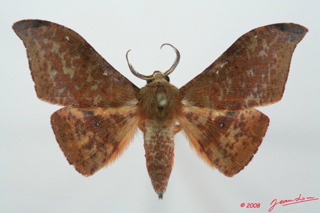 085 Heterocera (FD) Geometridae Ennominae m 8EIMG_15751WTMK.jpg