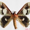 090 Heterocera (FV) Geometridae 9E50IMG_31493wtmk.jpg