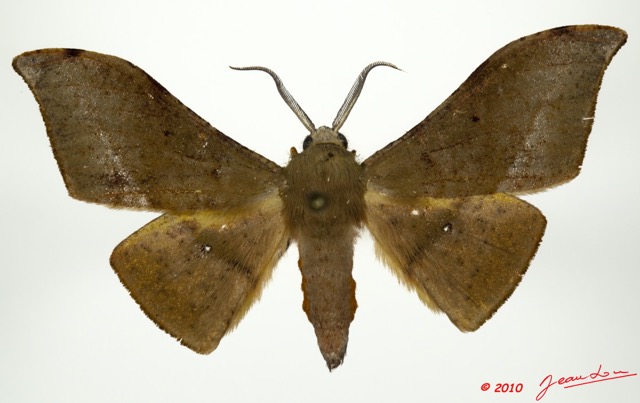 017 Heterocera 176d (FD) Geometridae Plegapteryx sp 9E5K2IMG_57117wtmk.jpg