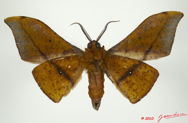 018 Heterocera 176d (FV) Geometridae Plegapteryx sp 9E5K2IMG_57118wtmk.jpg