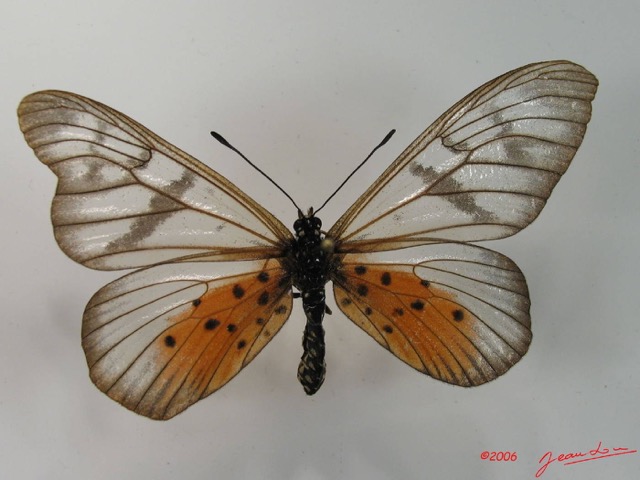 001 Lepidoptera (FD) Nymphalidae Heliconiinae IMG_2056WTMK.JPG