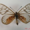 002 Lepidoptera (FV) Nymphalidae Heliconiinae IMG_2057WTMK.JPG