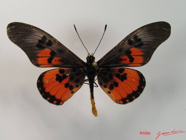 003 Lepidoptera (FD) Nymphalidae Heliconiinae IMG_2059WTMK.JPG