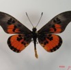 003 Lepidoptera (FD) Nymphalidae Heliconiinae IMG_2059WTMK.JPG