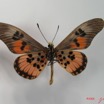 004 Lepidoptera (FV) Nymphalidae Heliconiinae IMG_2060WTMK.JPG