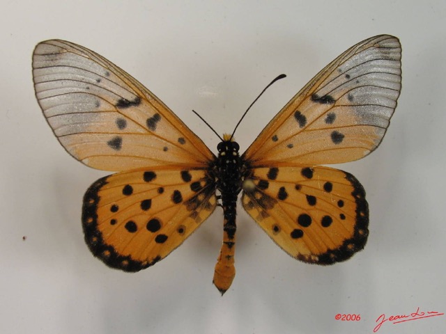 005 Lepidoptera (FD) Nymphalidae Heliconiinae IMG_2061WTMK.JPG