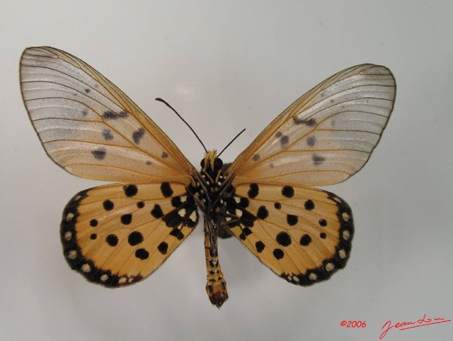 006 Lepidoptera (FV) Nymphalidae Heliconiinae IMG_2062WTMK.JPG