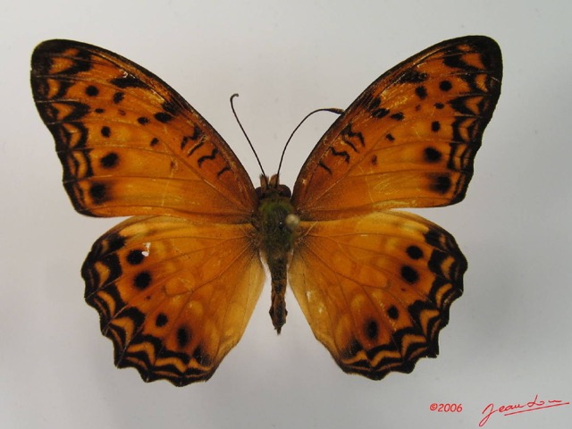 007 Lepidoptera (FD) Nymphalidae Heliconiinae Phalantha eurytis IMG_2068WTMK.JPG