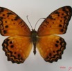 007 Lepidoptera (FD) Nymphalidae Heliconiinae Phalantha eurytis IMG_2068WTMK.JPG