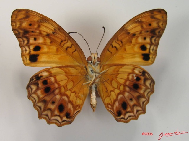 008 Lepidoptera (FV) Nymphalidae Heliconiinae Phalantha eurytis IMG_2069WTMK.JPG