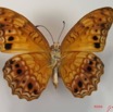 008 Lepidoptera (FV) Nymphalidae Heliconiinae Phalantha eurytis IMG_2069WTMK.JPG