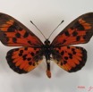 009 Lepidoptera (FD) Nymphalidae Heliconiinae IMG_2070WTMK.JPG