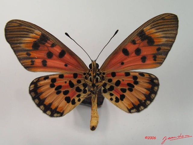 010 Lepidoptera (FV) Nymphalidae Heliconiinae IMG_2071WTMK.JPG