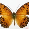 011 Lepidoptera (FD) Nymphalidae Heliconiinae Phalanta eurytis 7EIMG_2457WTMK.JPG