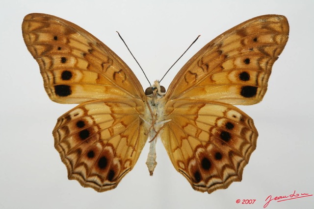 012 Lepidoptera (FV) Nymphalidae Heliconiinae Phalanta eurytis 7EIMG_2464WTMK.JPG
