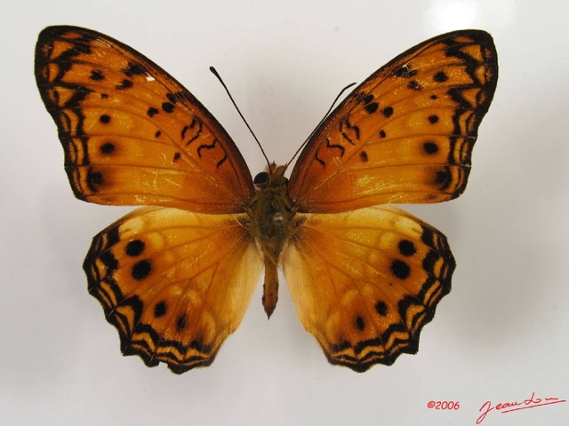 013 Lepidoptera (FD) Nymphalidae Heliconiinae Phalantha eurytis IMG_2569WTMK.JPG