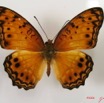 013 Lepidoptera (FD) Nymphalidae Heliconiinae Phalantha eurytis IMG_2569WTMK.JPG