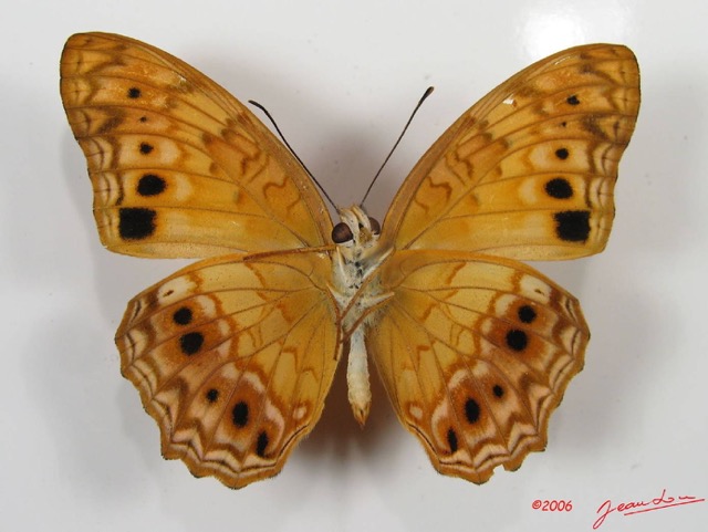 014 Lepidoptera (FV) Nymphalidae Heliconiinae Phalantha eurytis IMG_2570WTMK.JPG
