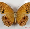 014 Lepidoptera (FV) Nymphalidae Heliconiinae Phalantha eurytis IMG_2570WTMK.JPG