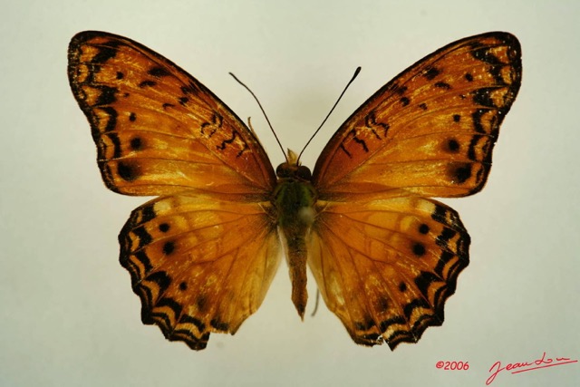 015 Lepidoptera (FD) Nymphalidae Heliconiinae Phalantha eurytis IMG_3145WTMK.JPG