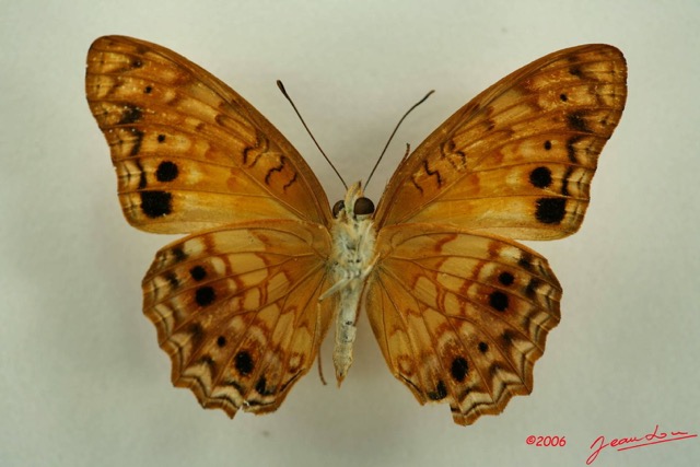 016 Lepidoptera (FV) Nymphalidae Heliconiinae Phalantha eurytis IMG_3148WTMK.JPG