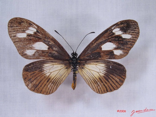 017 Lepidoptera (FD) Nymphalidae Heliconiinae IMG_3296WTMK.JPG