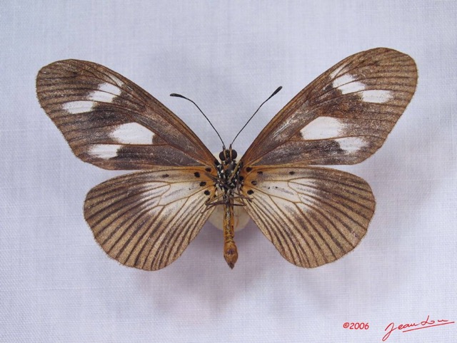 018 Lepidoptera (FV) Nymphalidae Heliconiinae IMG_3297WTMK.JPG