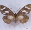 018 Lepidoptera (FV) Nymphalidae Heliconiinae IMG_3297WTMK.JPG