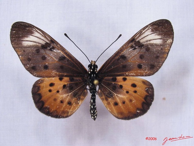019 Lepidoptera (FD) Nymphalidae Heliconiinae IMG_3031WTMK.JPG
