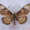 020 Lepidoptera (FV) Nymphalidae Heliconiinae IMG_3033WTMK.JPG