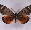021 Lepidoptera (FD) Nymphalidae Heliconiinae IMG_3472WTMK.JPG