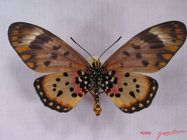 022 Lepidoptera (FV) Nymphalidae Heliconiinae IMG_3473WTMK.JPG