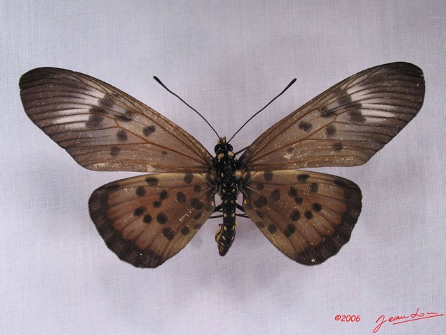 023 Lepidoptera (FD) Nymphalidae Heliconiinae IMG_3476WTMK.JPG