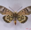 024 Lepidoptera (FV) Nymphalidae Heliconiinae IMG_3475WTMK.JPG
