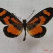 025 Lepidoptera (FD) Nymphalidae Heliconiinae IMG_3558WTMK.JPG