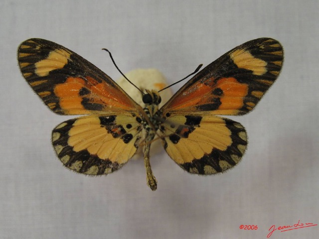 026 Lepidoptera (FV) Nymphalidae Heliconiinae IMG_3560WTMK.JPG