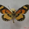 026 Lepidoptera (FV) Nymphalidae Heliconiinae IMG_3560WTMK.JPG