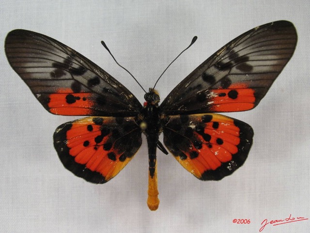 027 Lepidoptera (FD) Nymphalidae Heliconiinae IMG_3561WTMK.JPG
