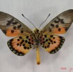028 Lepidoptera (FV) Nymphalidae Heliconiinae IMG_3562WTMK.JPG