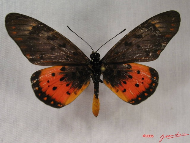 029 Lepidoptera (FD) Nymphalidae Heliconiinae IMG_3808WTMK.JPG
