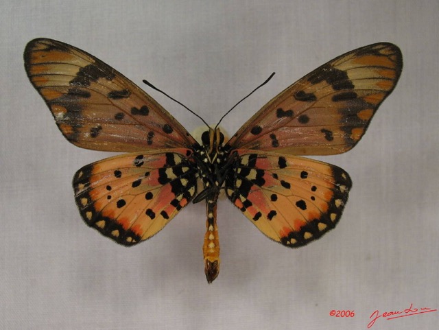 030 Lepidoptera (FV) Nymphalidae Heliconiinae IMG_3809WTMK.JPG