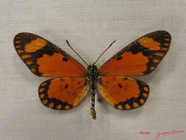 031 Lepidoptera (FD) Nymphalidae Heliconiinae IMG_3950WTMK.JPG